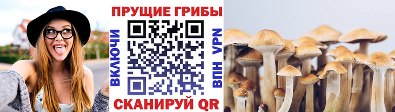 купить наркотики сайты Городище OMG tor Псилоцибиновые грибы MAGIC MUSHROOMS